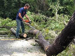 Best Stump Grinding and Removal  in Hudson, TX