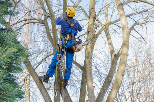 How Our Tree Care Process Works  in  Hudson, TX