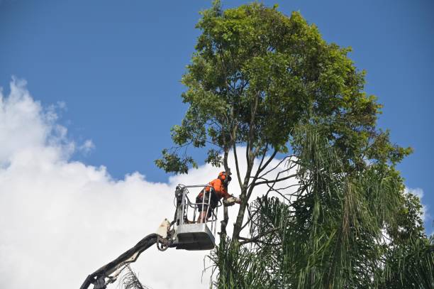 How Our Tree Care Process Works  in  Hudson, TX